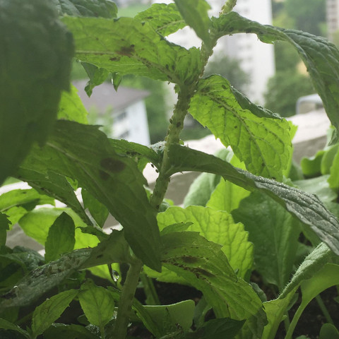 Hausmittel blattläuse Hausmittel blattläuse