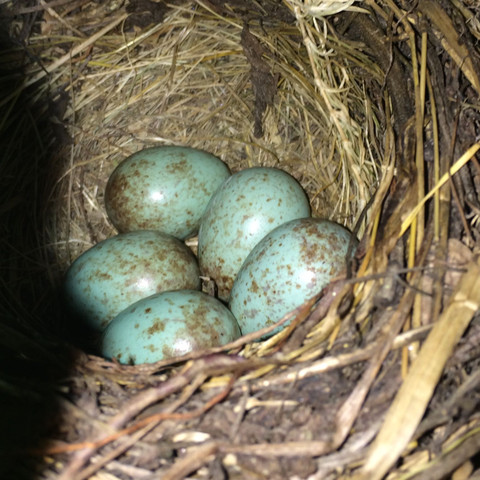 Blau marmoriertes vogel ei welcher vogel - (Tiere, Vögel, Eier)