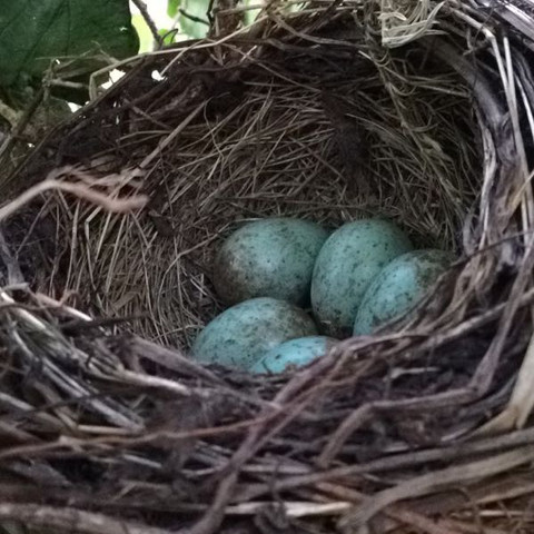 Blau Marmoriertes Vogelei Von Welchem Vogel Ist Es Tiere Vogel Eier