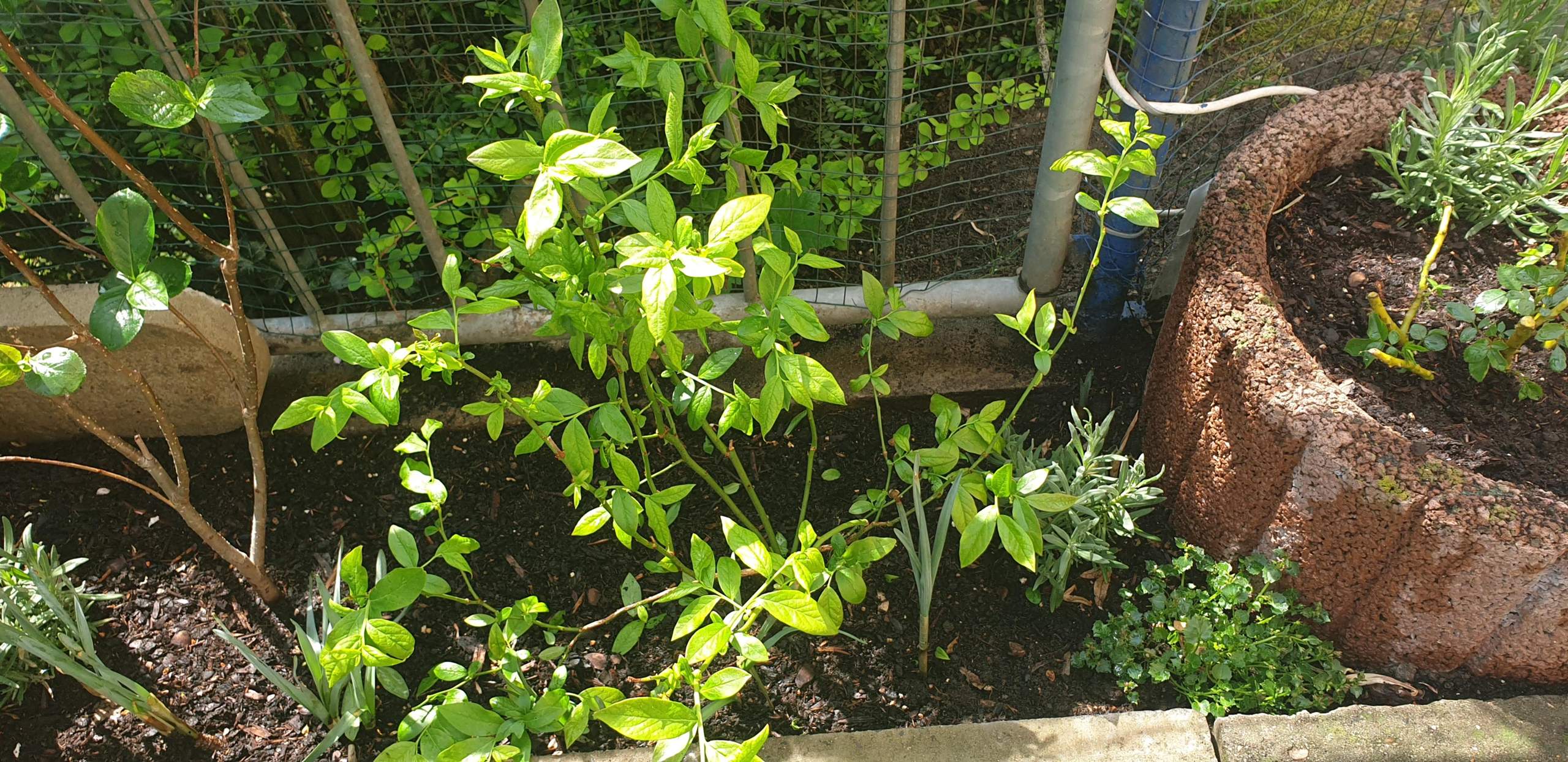 Blaubeere wirft Blätter ab? (Pflanzen, Garten, Blattläuse)