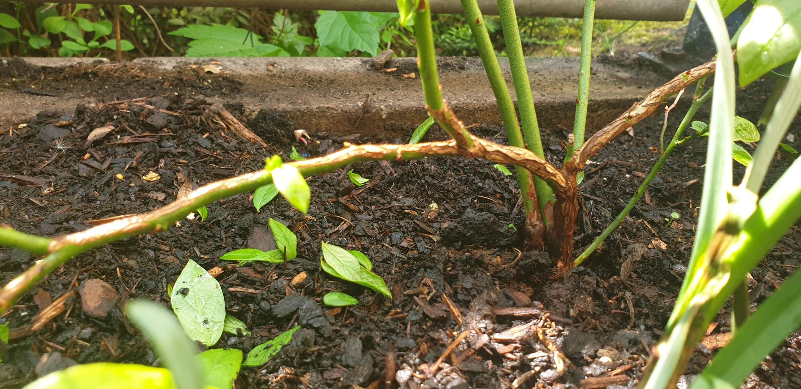 Blaubeere wirft Blätter ab? (Pflanzen, Garten, Blattläuse)