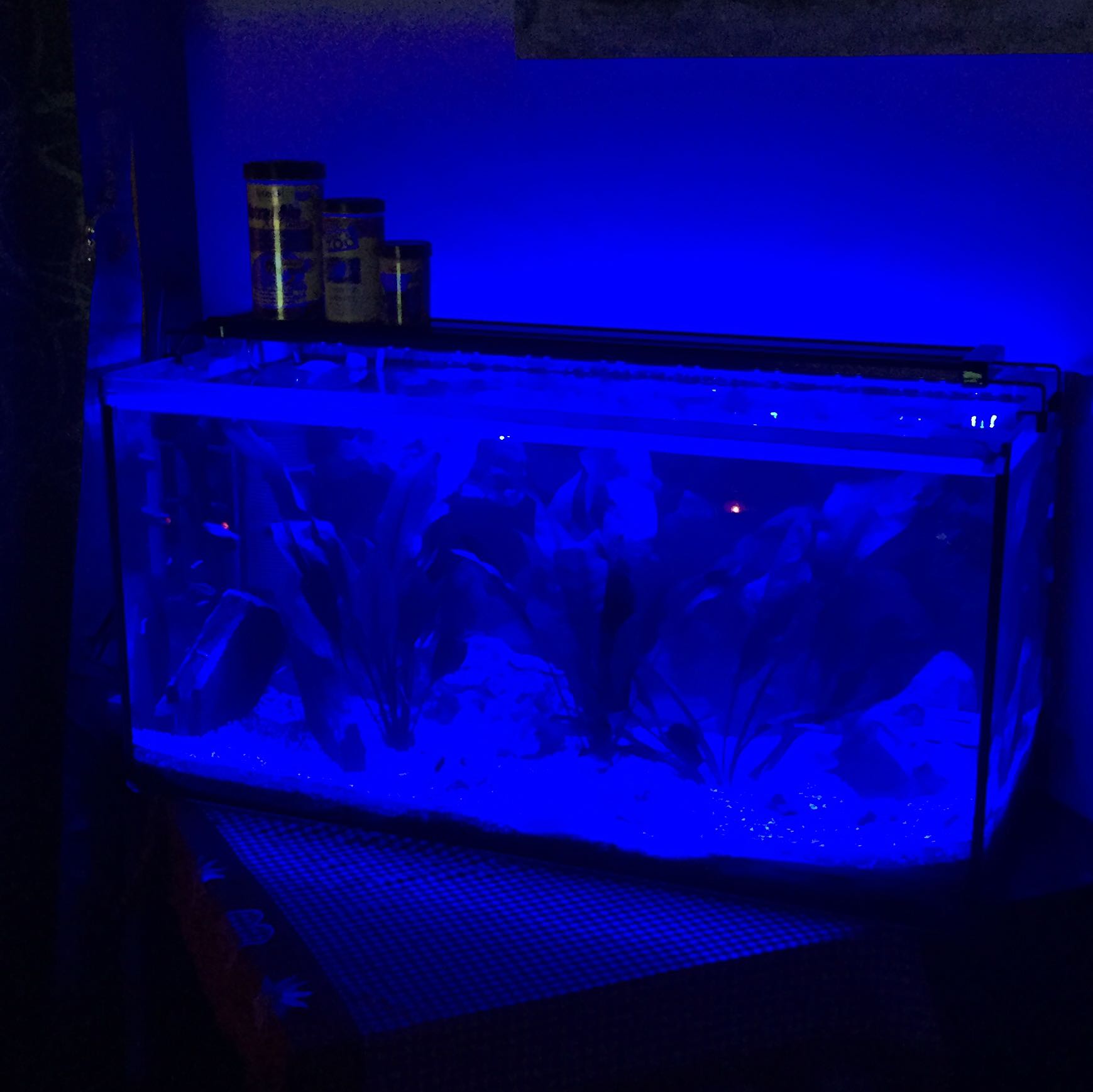 Blaue Led Nachtlicht Die Ganze Nacht Brennen Lassen Fische Aquarium Zierfische