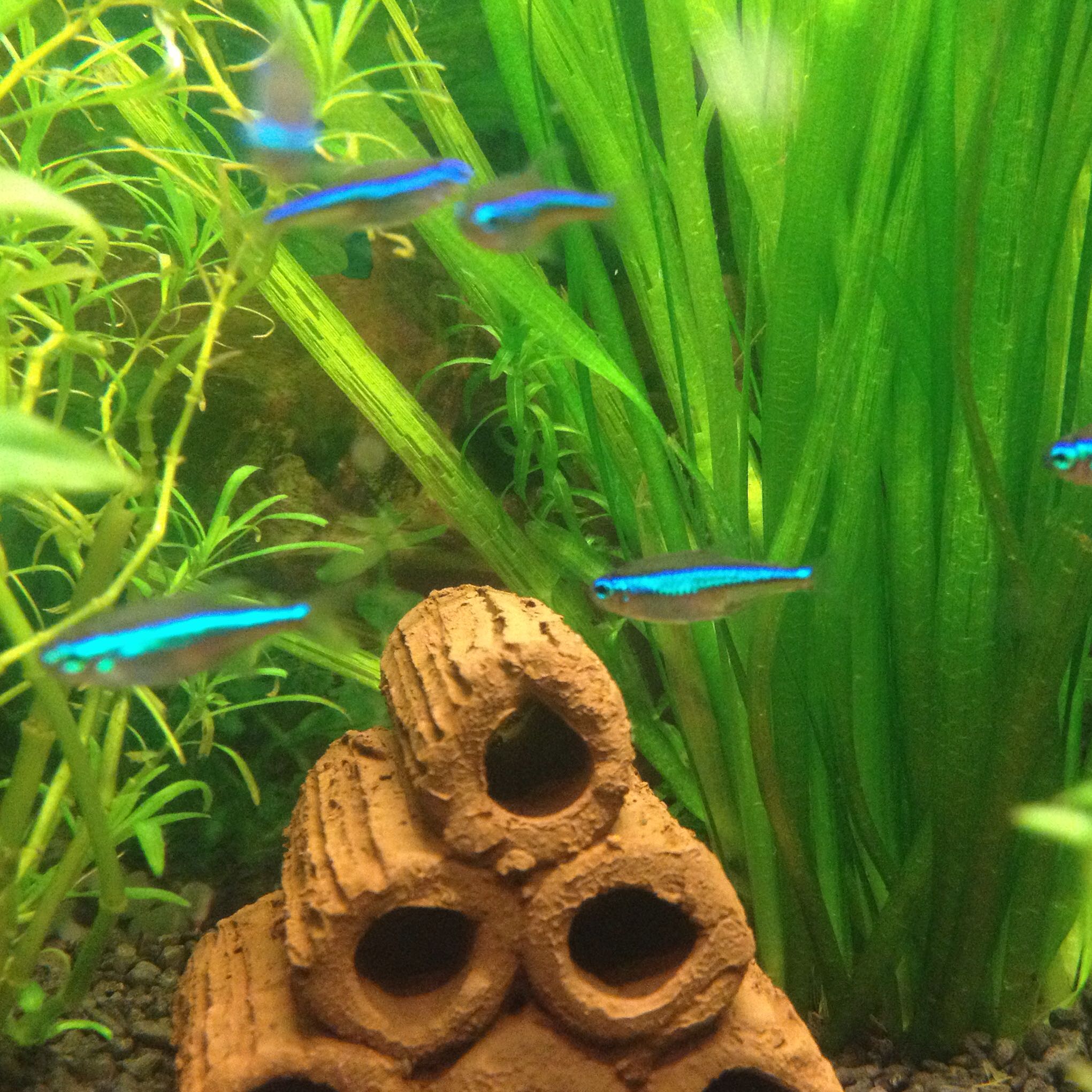 Blaue Neons oder Neonsalmler? Was habe ich? (Fische, Aquarium, Aquaristik)