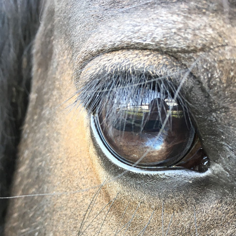 Das ist das Auge - (Gesundheit und Medizin, Pferd, Augen)