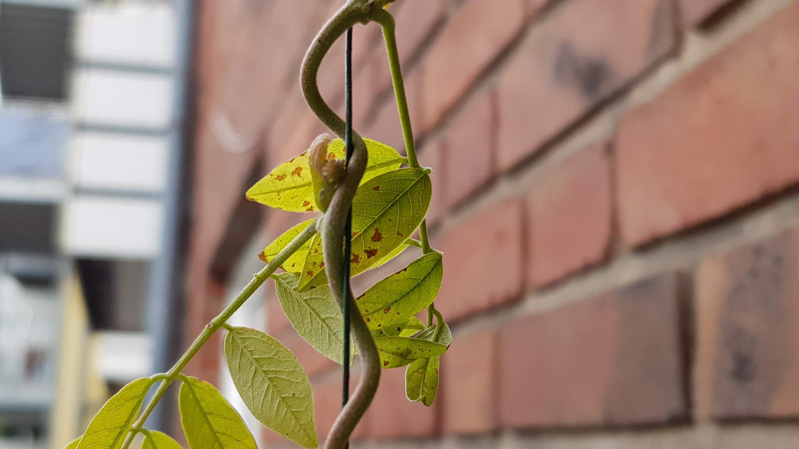 Blauregen bekommt gelbe Blätter mit schwarzen Flecken? (Pflanzen, Garten)