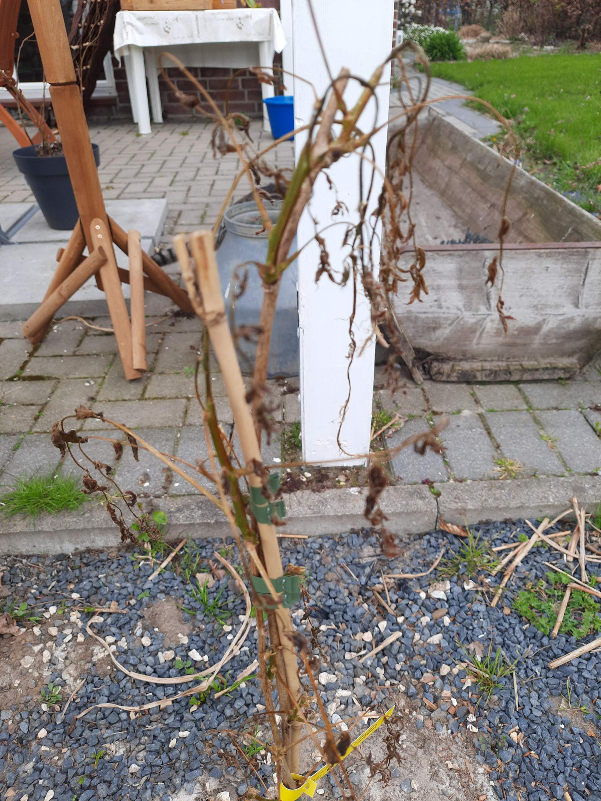 Blauregen noch zu retten? (Computer, Garten)