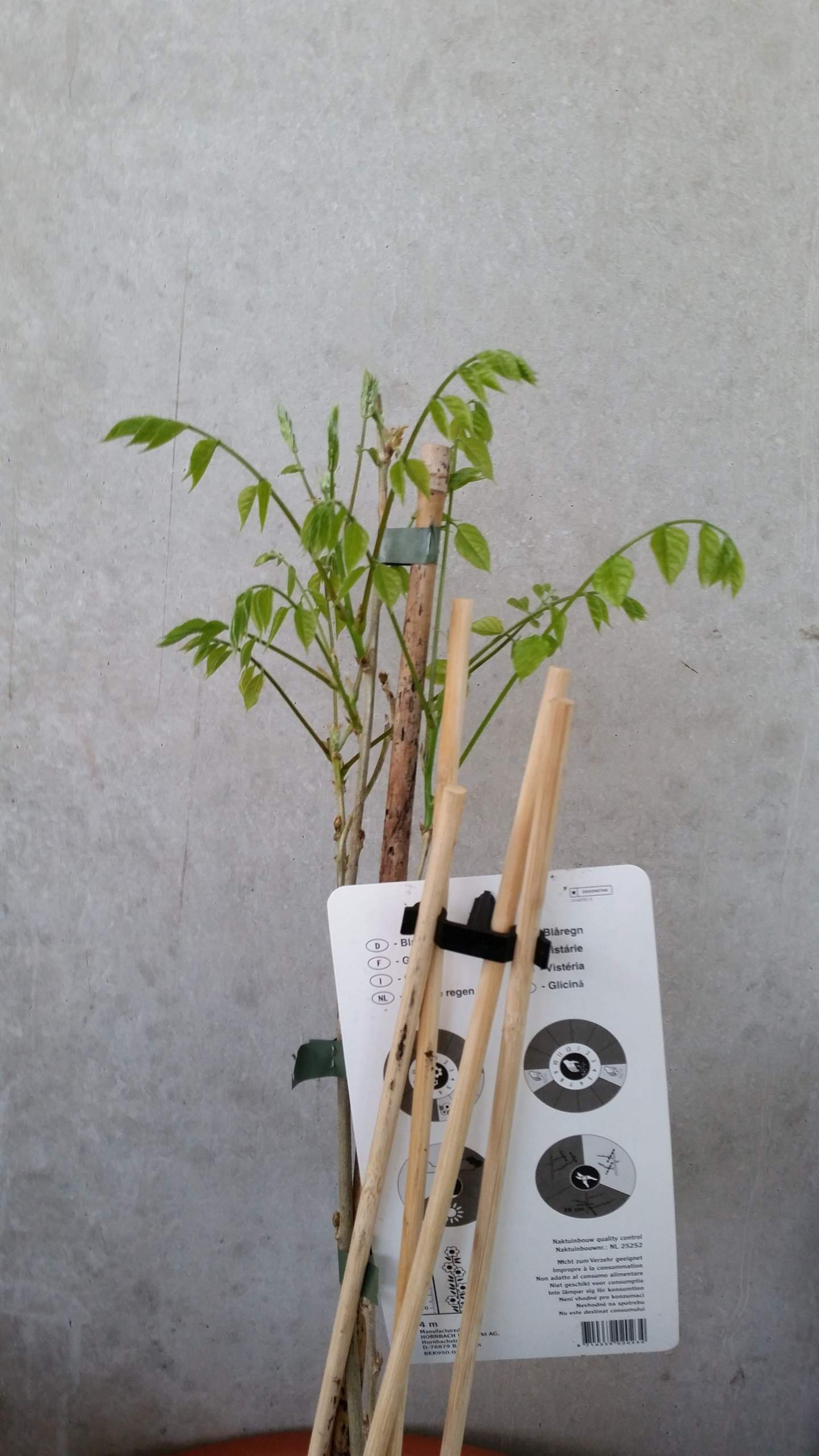Blauregen Schneiden (Pflanzen, Garten, Hobby)