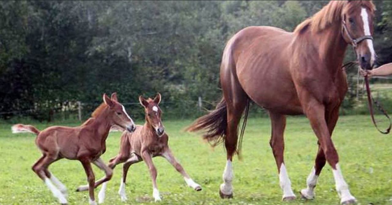 Bleiben Zwillingsfohlen Generell Kleiner Pferde Grosse Reiten