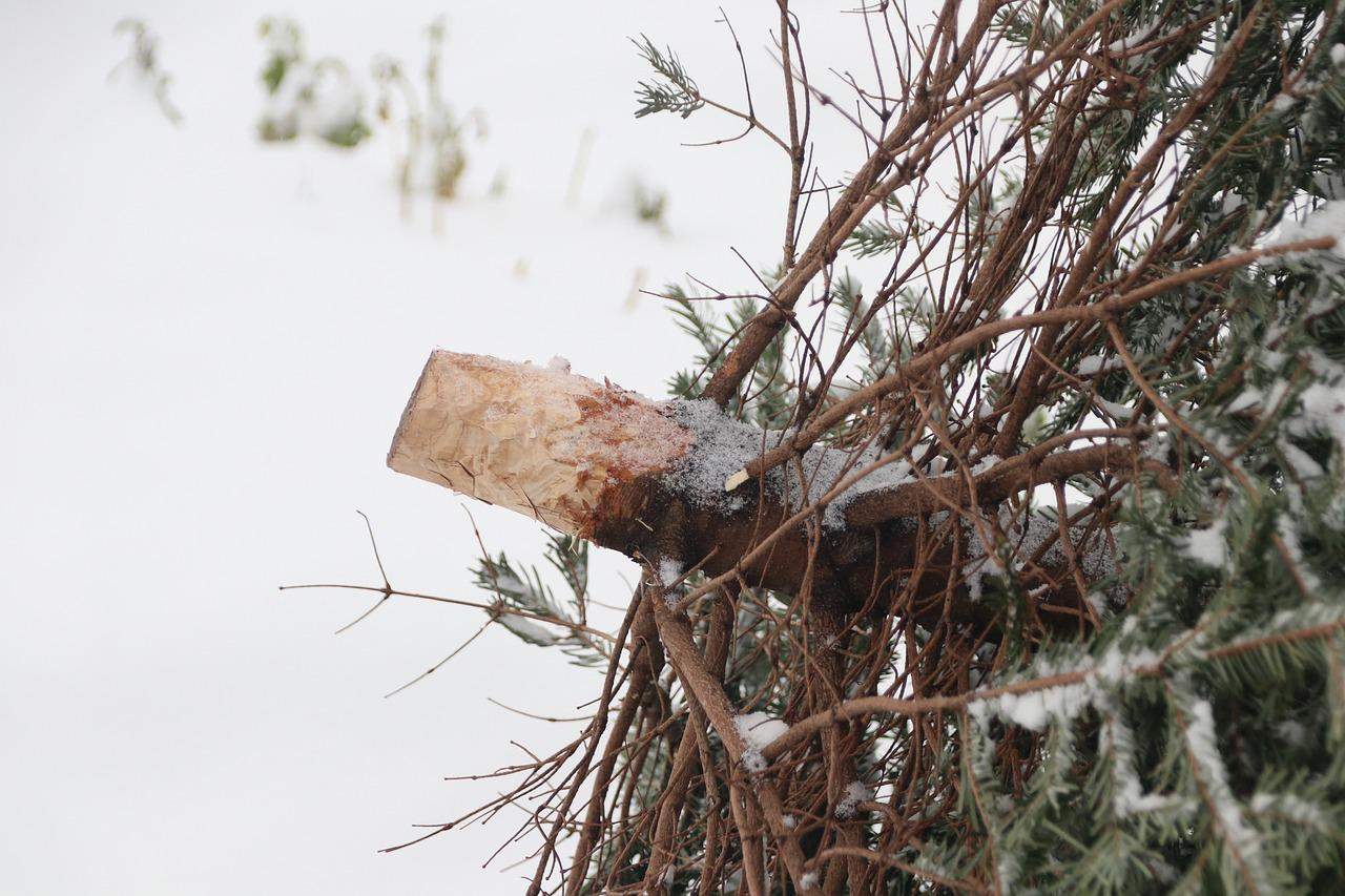 Bleibt der Weihnachtsbaum bei Euch noch bis zum 2.2. (Maria Lichtmess