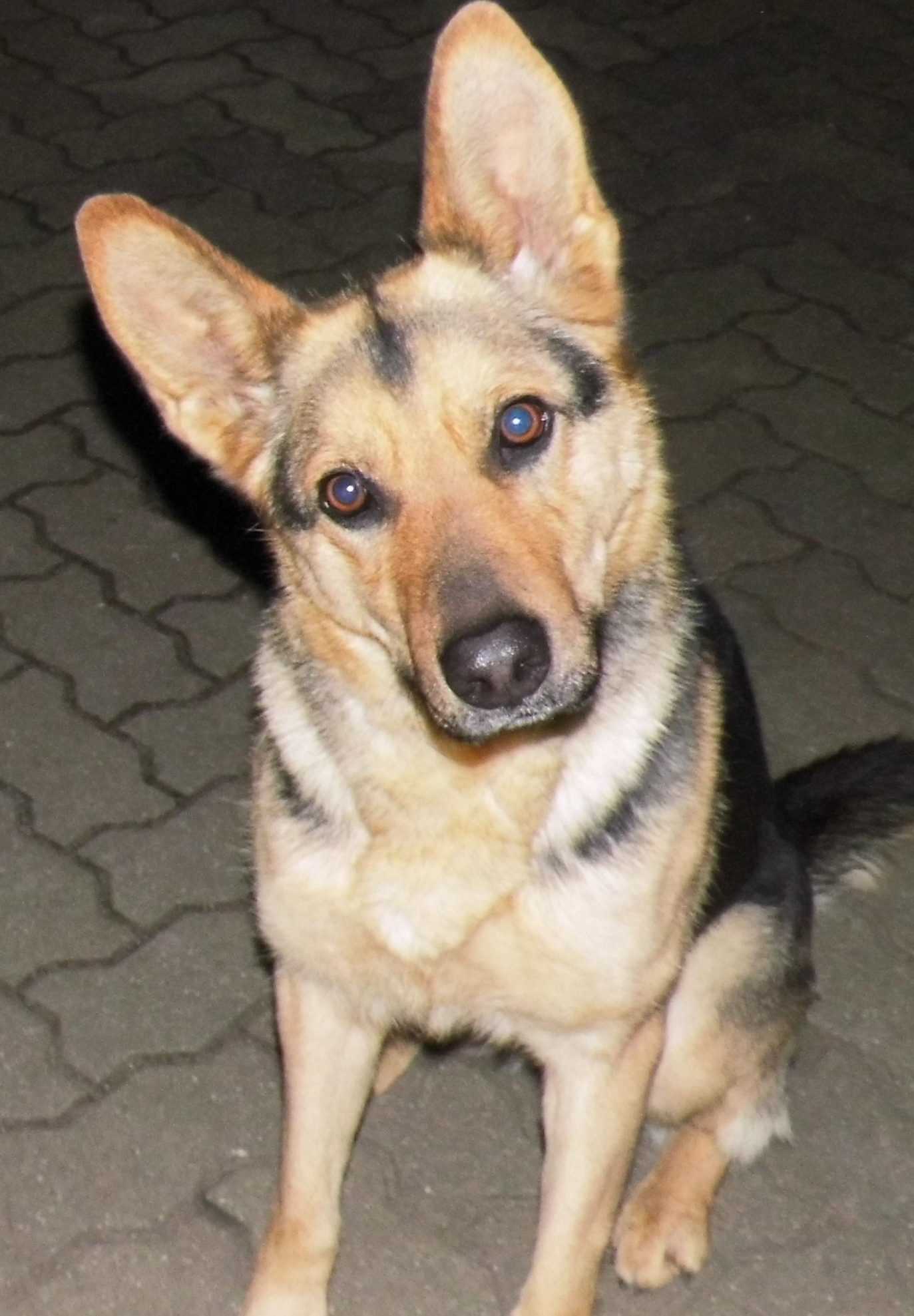 Blitzlicht bei Hunden blaue und grüne Augen (Hund, Foto, Fotografie)