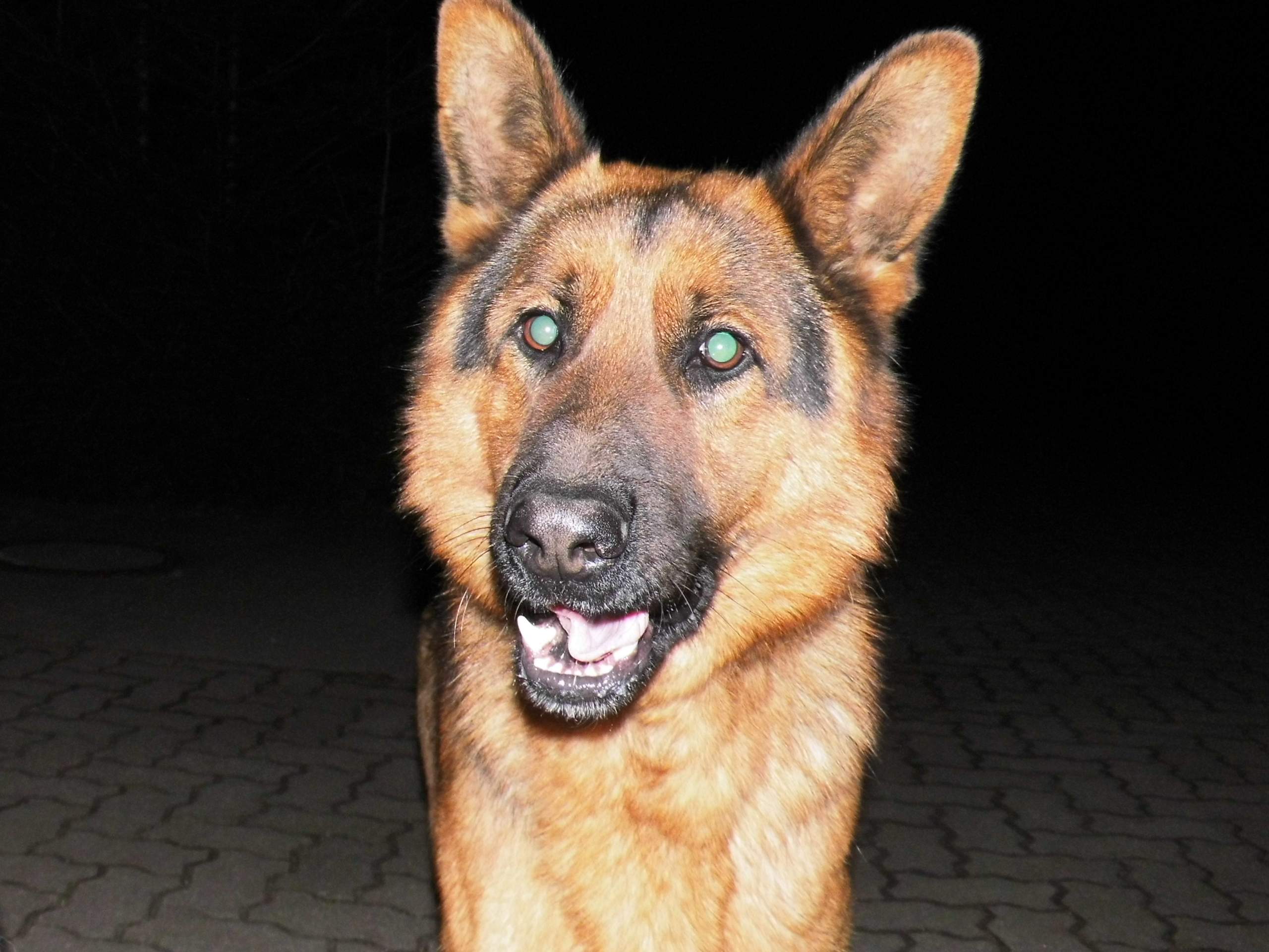 Blitzlicht bei Hunden blaue und grüne Augen (Hund, Foto, Fotografie)