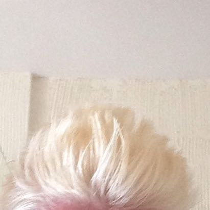 blondierte haare verfarben sich im