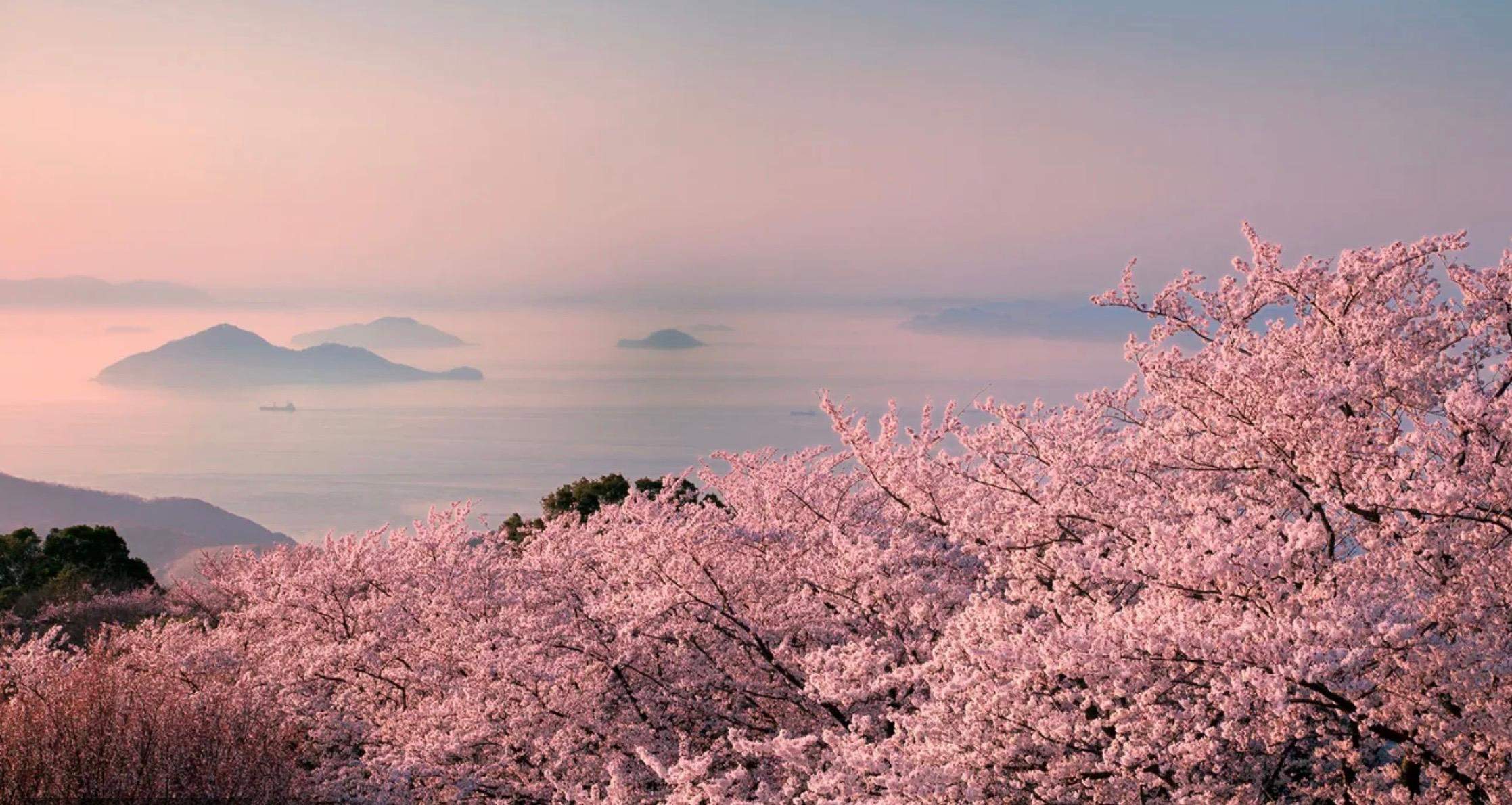 Bl hen Bei Euch Schon Die Kirschb ume Fr hling Kirschbl ten bl-hen-bei-euch-schon-die-kirschb-ume-fr-hling-kirschbl-ten