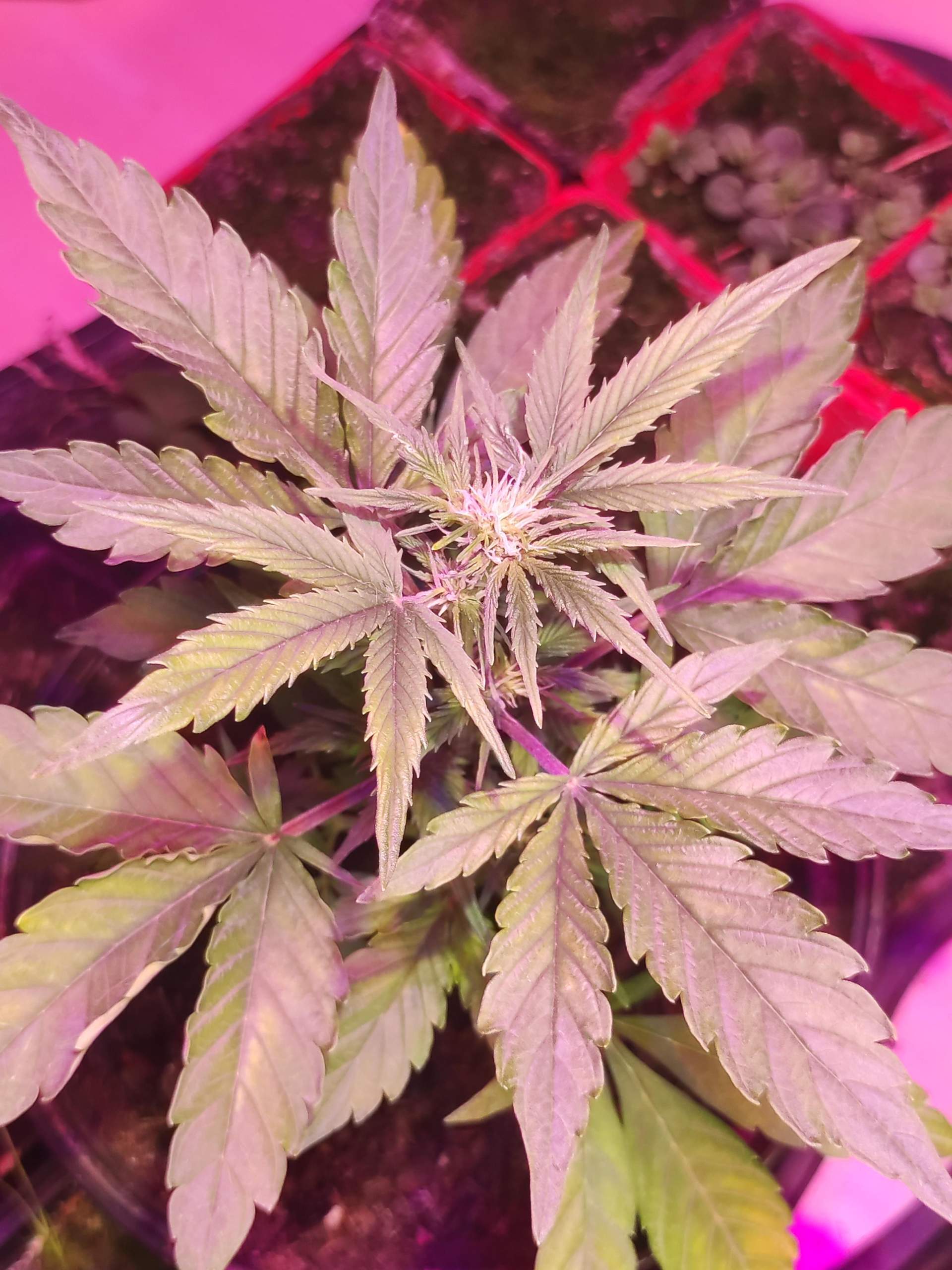 Blüht sie jetzt schon (Cannabis)? (Gras, Blumen, Pflanzenpflege)