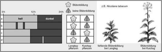 50+ Langtagpflanzen Liste Zierpflanzen, Das sind zierpflanzen, die