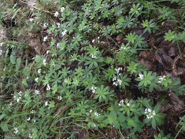 - (Pflanzen, Blumen, Frühling)