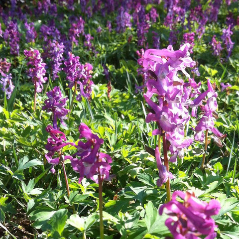 Bild 1 - (Garten, Pflanzen, Natur)