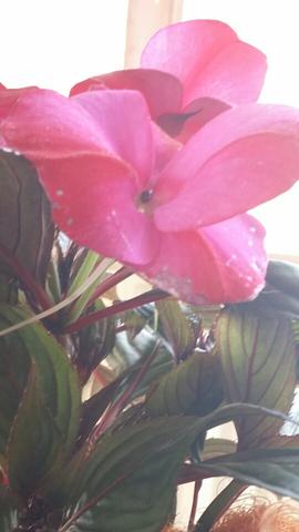 Blume Mit Lila Bluten Wie Heisst Sie Blumen Zimmerpflanzen