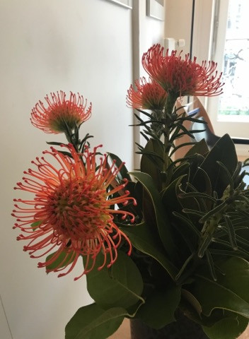 Get Natur blumen Free HD Natur Blumen