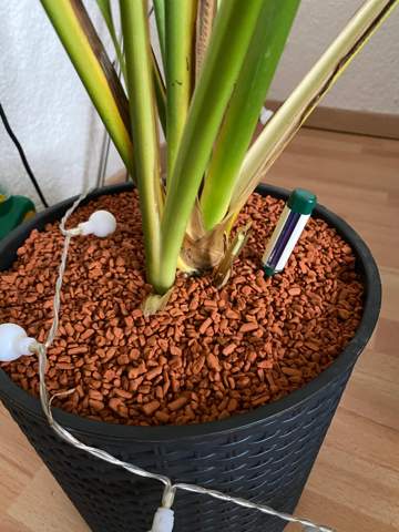 - (Pflanzen, Pflege, Botanik)