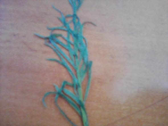 Blume 2 - (Schule, Pflanzen, Blumen)