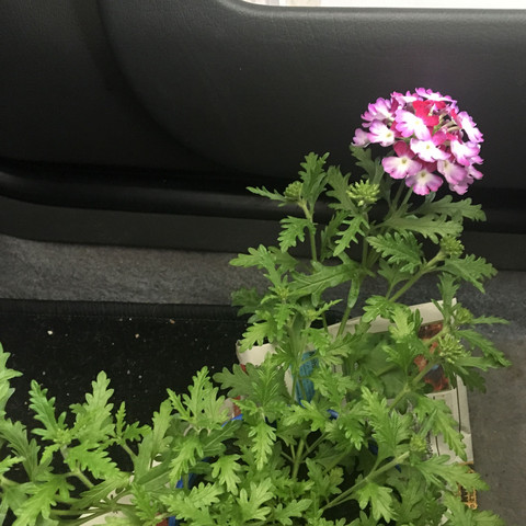 Blumenart?! - (Pflanzen, Blumen, bluete)