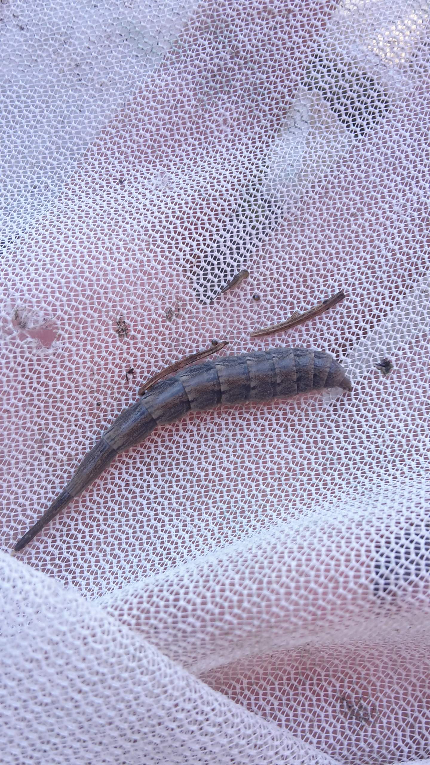 Blutegal oder was anderes? (Gesundheit und Medizin, Tiere, Insekten)