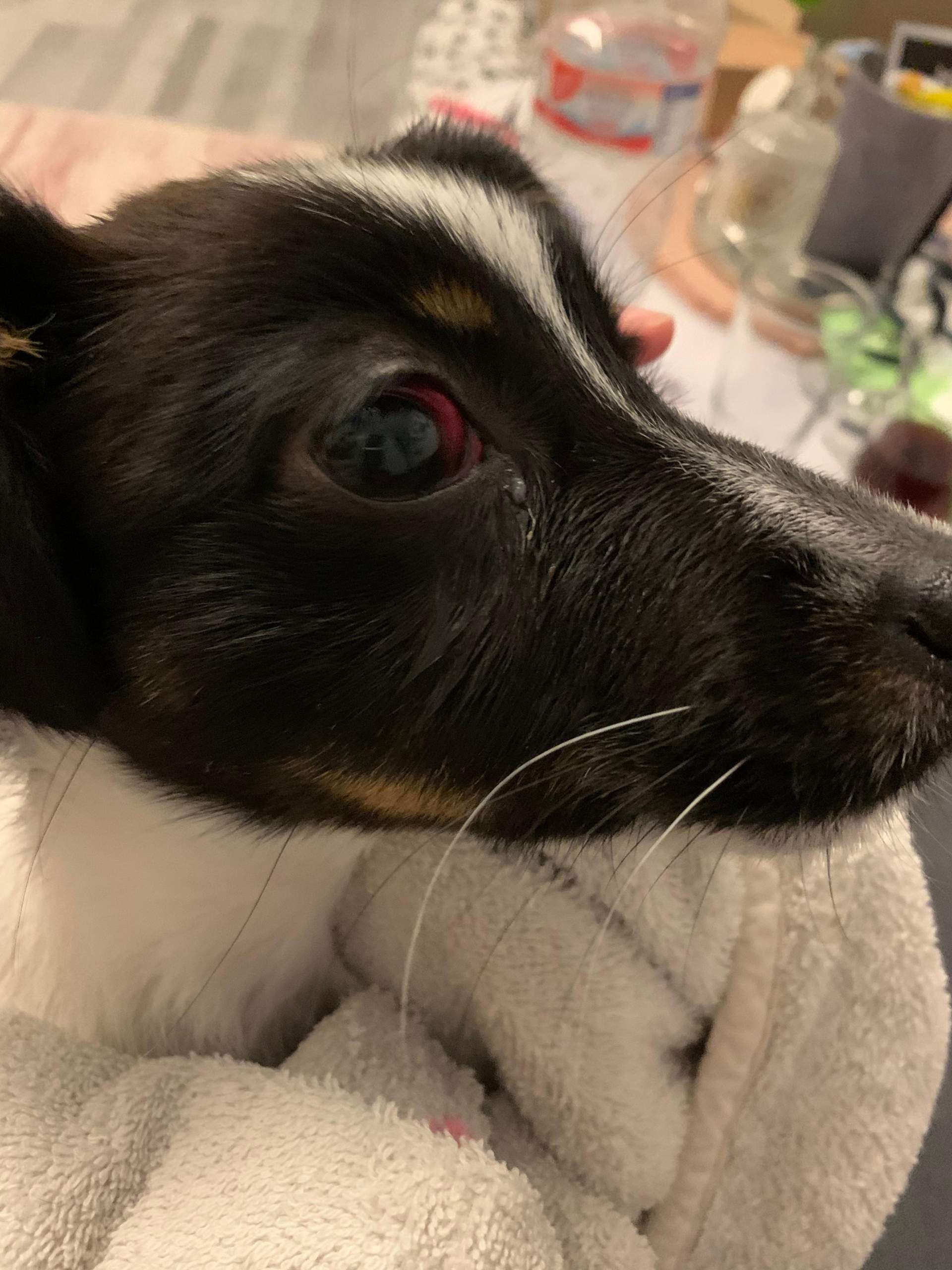 Bluterguss beim Hund im Auge? (Gesundheit, Tiere, Augen)