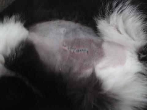 bluterguss nach kastration bei katze ist das normal haustiere katzen ratgeber