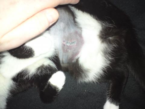 bluterguss nach kastration bei katze ist das normal haustiere katzen ratgeber