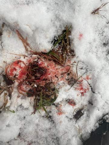 Blutflecken im Schnee im Wald?