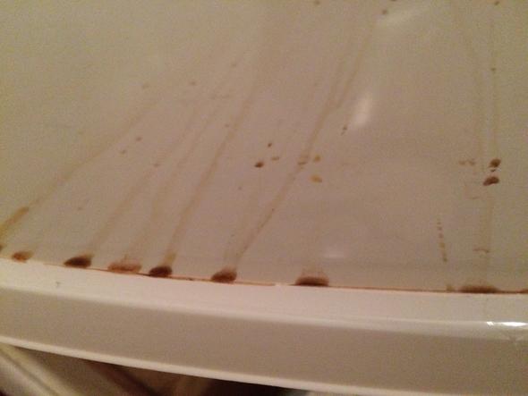 blutiger urin tiere katze katzen