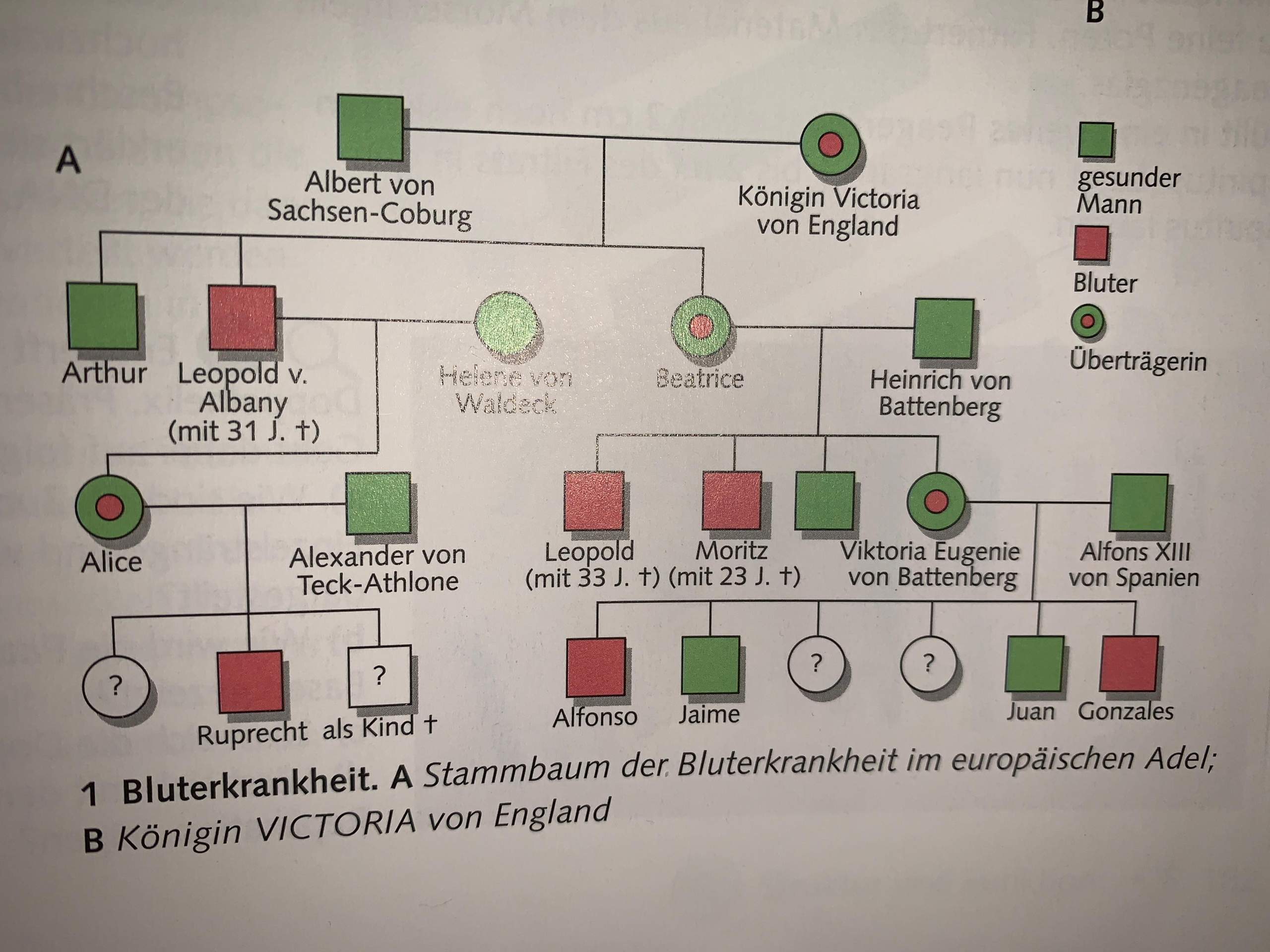 Blutkrankheit Biologie? (Schule)