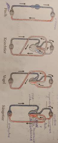 Blutkreislaufe Evolution Vogel Saugetier Unterschied Bild Schule Biologie Naturwissenschaft