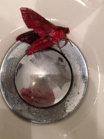 Blutrotte Motte Nachtfalter Wie Heisst Er Insekten