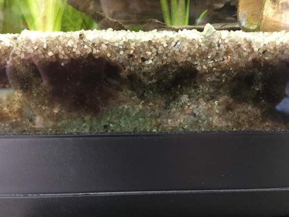 Boden Aquarium wechseln? (Fische, Aquaristik, bodengrund)