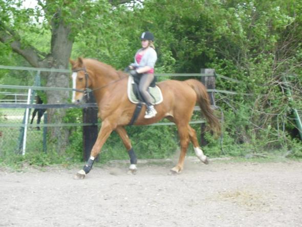 Ich und For Fun - (Pferde, Vertrauen, Natural Horse Manyship)
