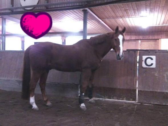 Er - (Pferde, Vertrauen, Natural Horse Manyship)