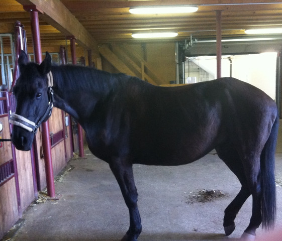 Bodenarbeit Ubungen Fur Anfanger Mit Rb Pferde