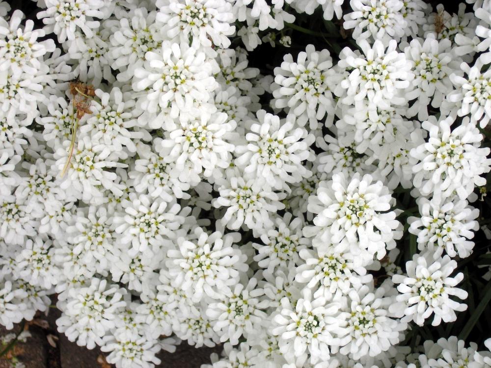 Bodendecker in weiß (Blumen)