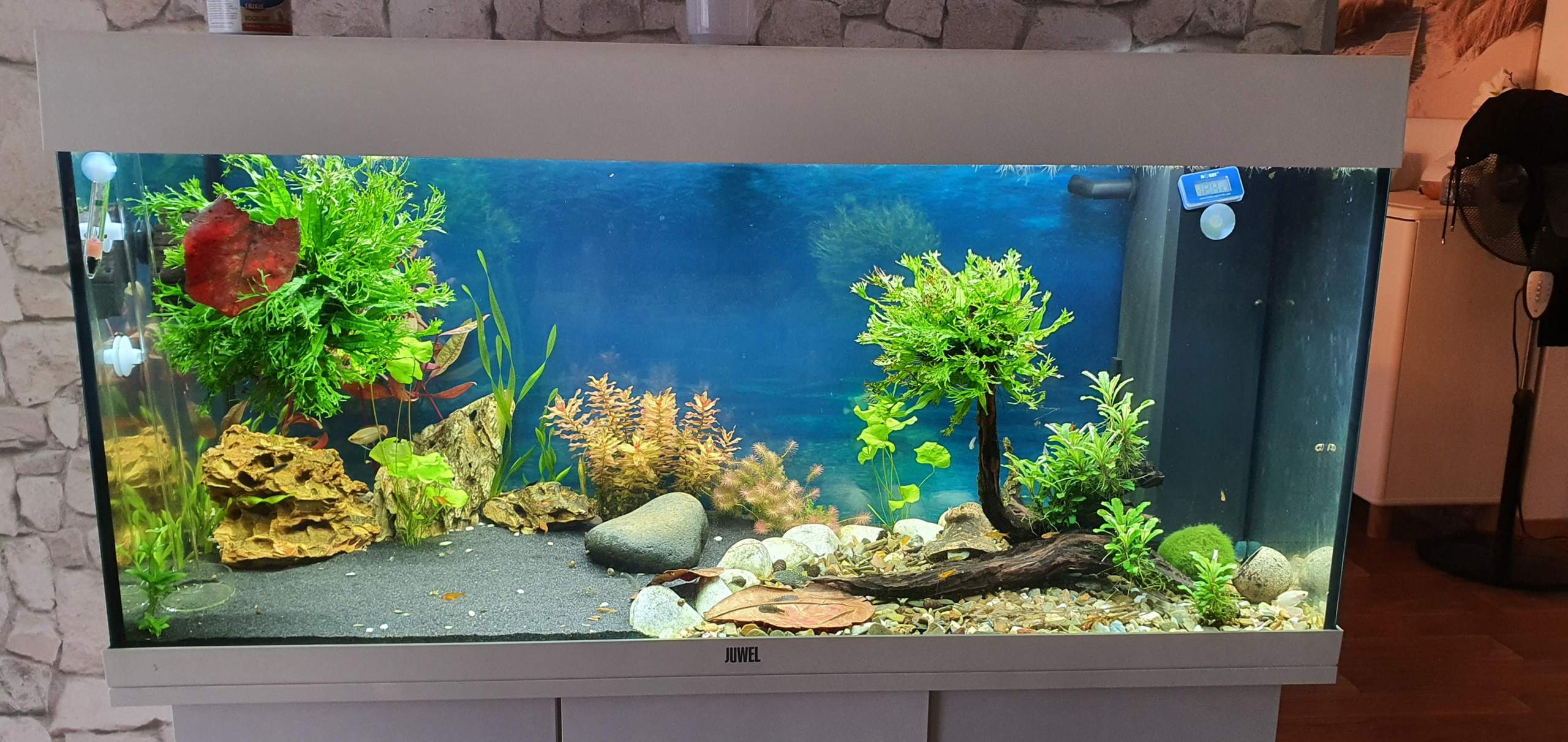 Bodenfische? (Aquarium, Aquariumfische, Besatz)