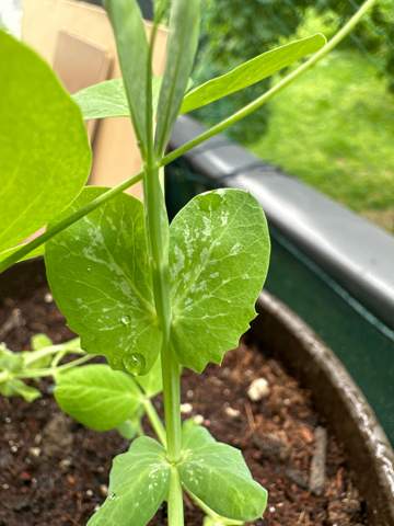 Bohnen Pflanze hat weiße Flecken! Was ist das und muss ich was dagegen machen?