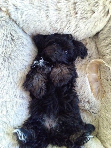 Adorable And Cute Little Bolonka Zwetna Dog Bolonka Zwetna Bolonka Hund Bolonka