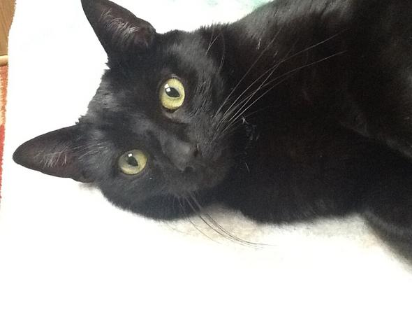 bombay katze ja oder nein kater