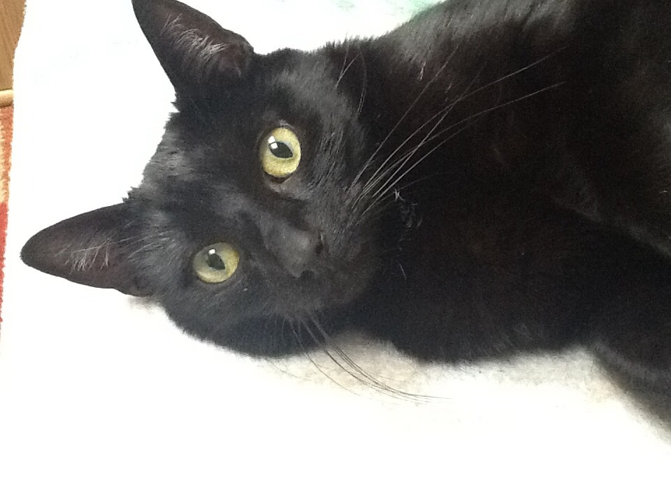 Bombay-Katze Bombay-Katze