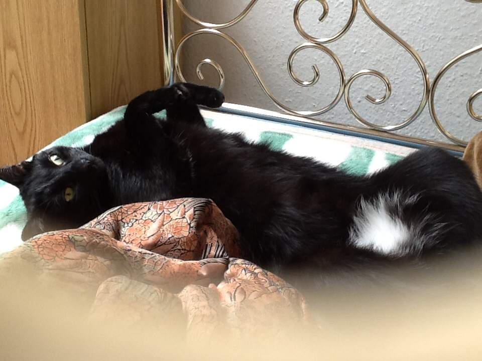 Bombay Katze? Ja oder nein (Kater)