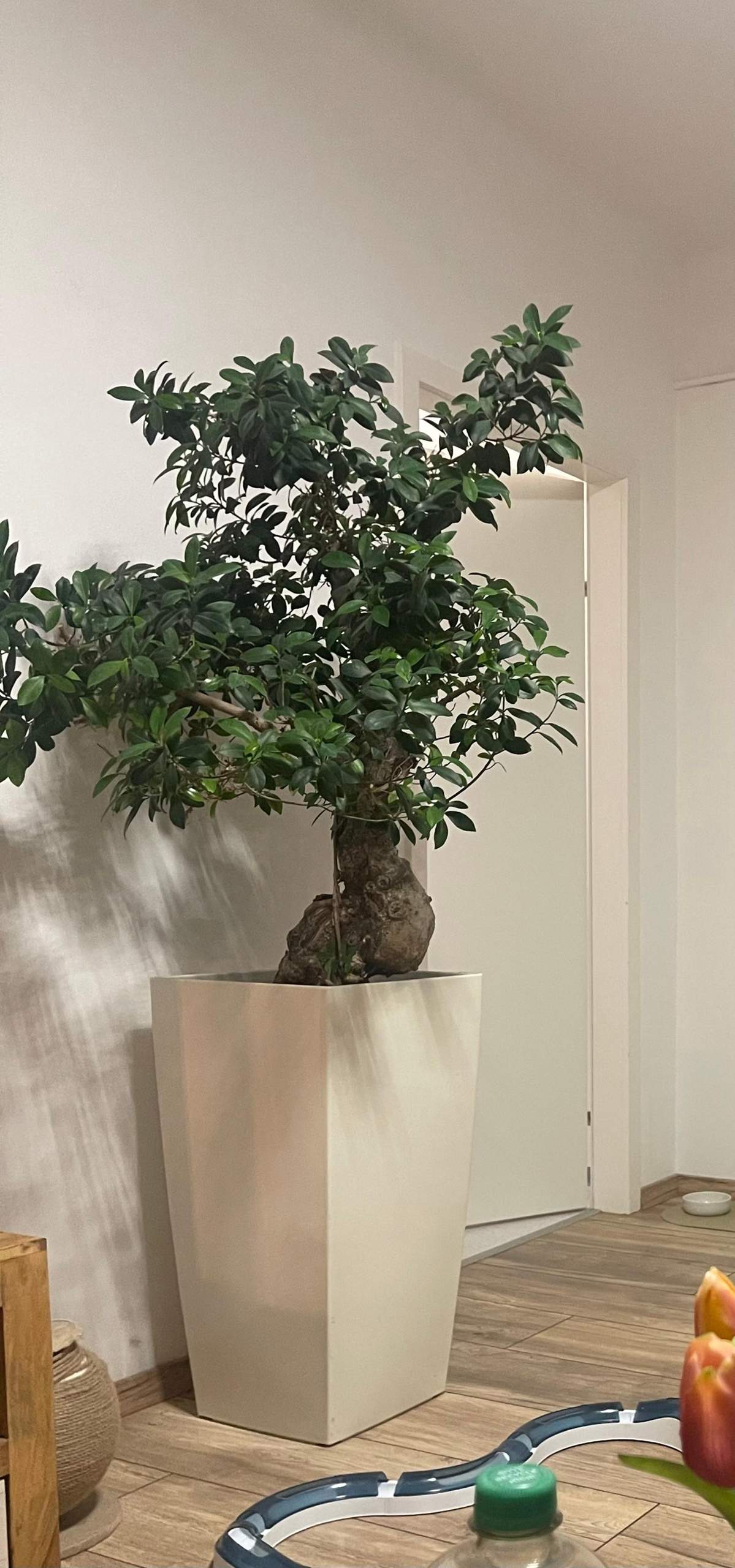ginseng bonsai wie oft gießen Bonsai Ficus 'Ginseng' - Ficus microcarpa ginseng main image 0