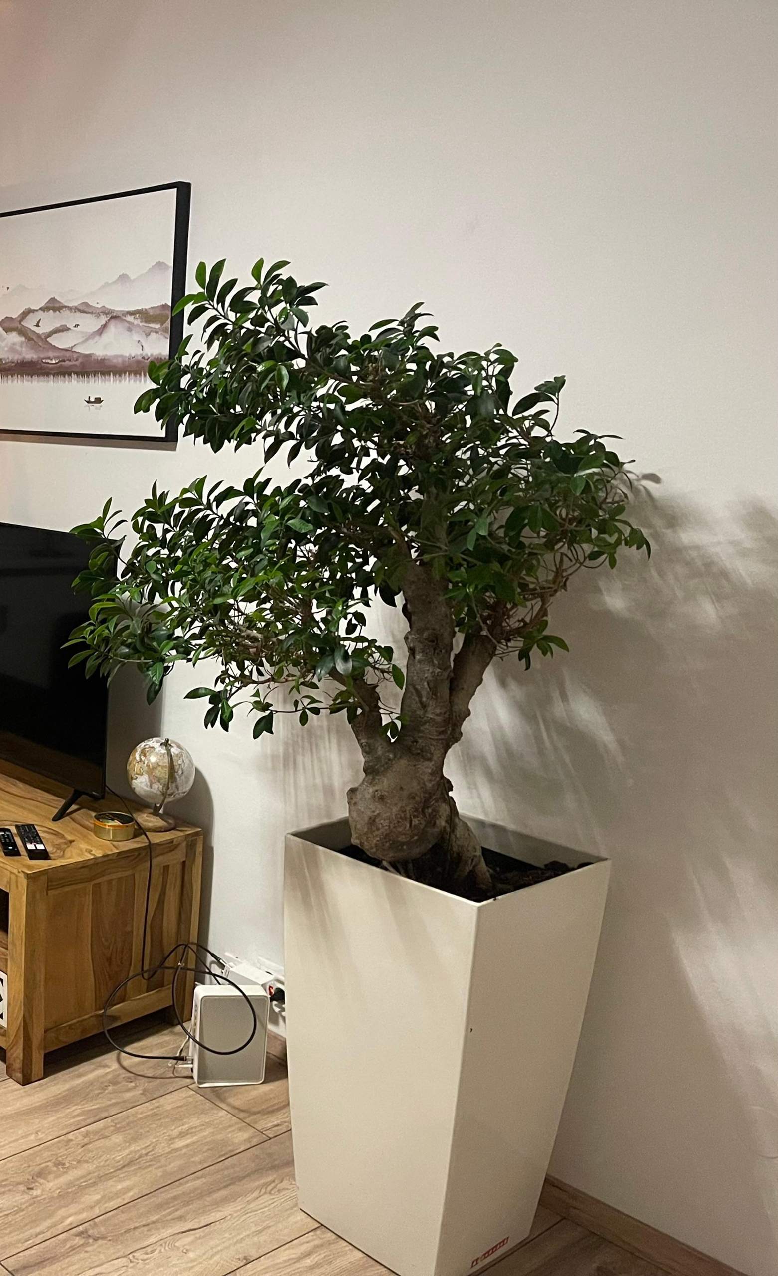 12 Riesen Bonsai Ficus Ginseng Pflege Full Hobby Plan