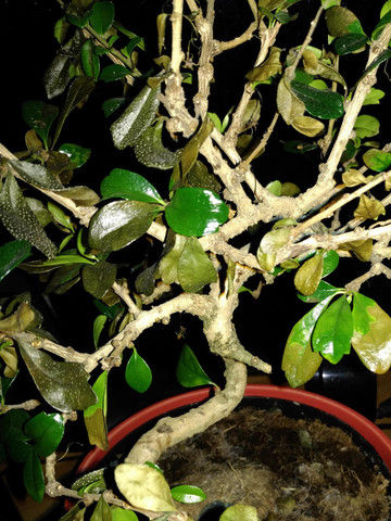 Bonsai - (Haltung, Bestimmung, Bonsai)