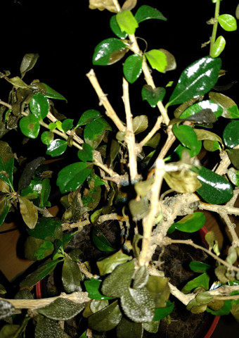 Bonsai - (Haltung, Bestimmung, Bonsai)
